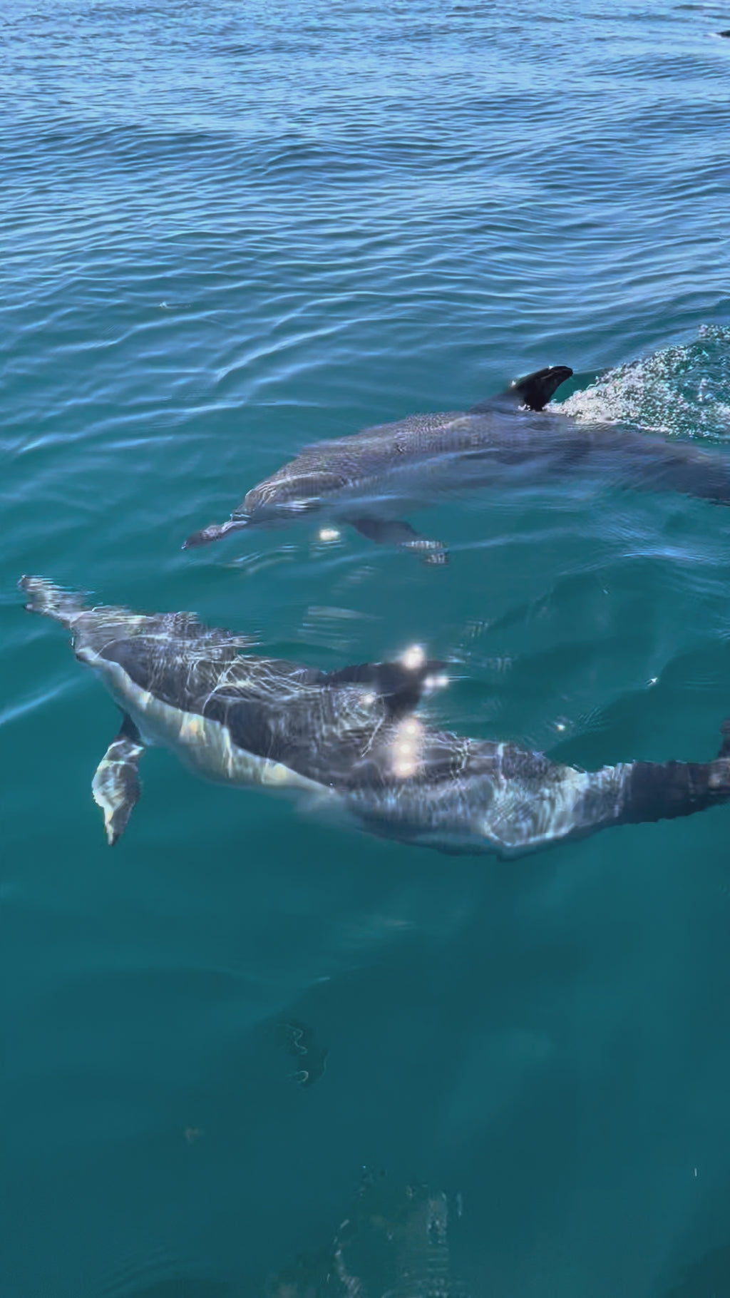 Full Day - 8 Hours Charter - Ria Formosa Islands
