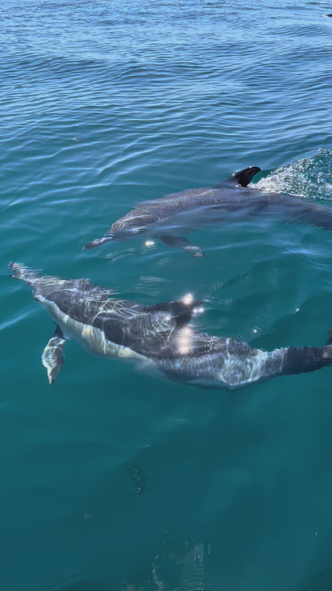 Full Day - 7 Hours Charter - Ria Formosa Islands